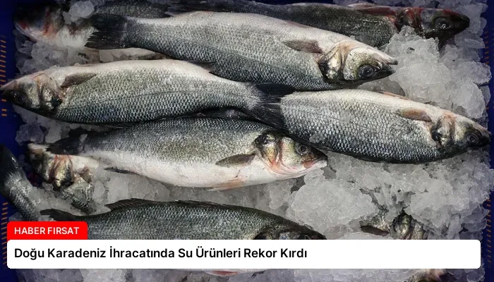Doğu Karadeniz İhracatında Su Ürünleri Rekor Kırdı