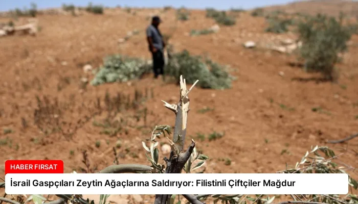 İsrail Gaspçıları Zeytin Ağaçlarına Saldırıyor: Filistinli Çiftçiler Mağdur