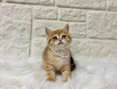 British Shorthair Irkı