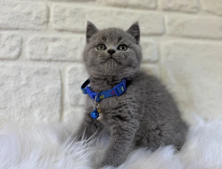 Petyasam.com İle Güvenli ve Bilinçli Kedi Sahiplendirme