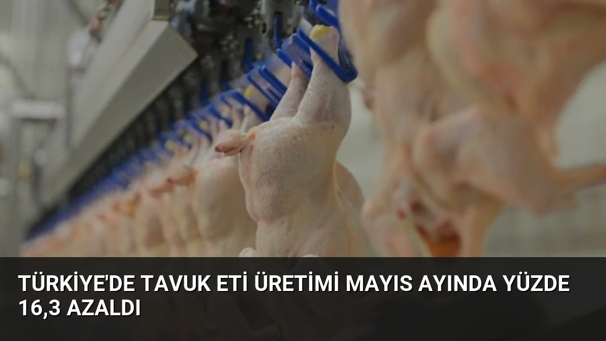 Türkiye’de Tavuk Eti Üretimi Mayıs Ayında Yüzde 16,3 Azaldı