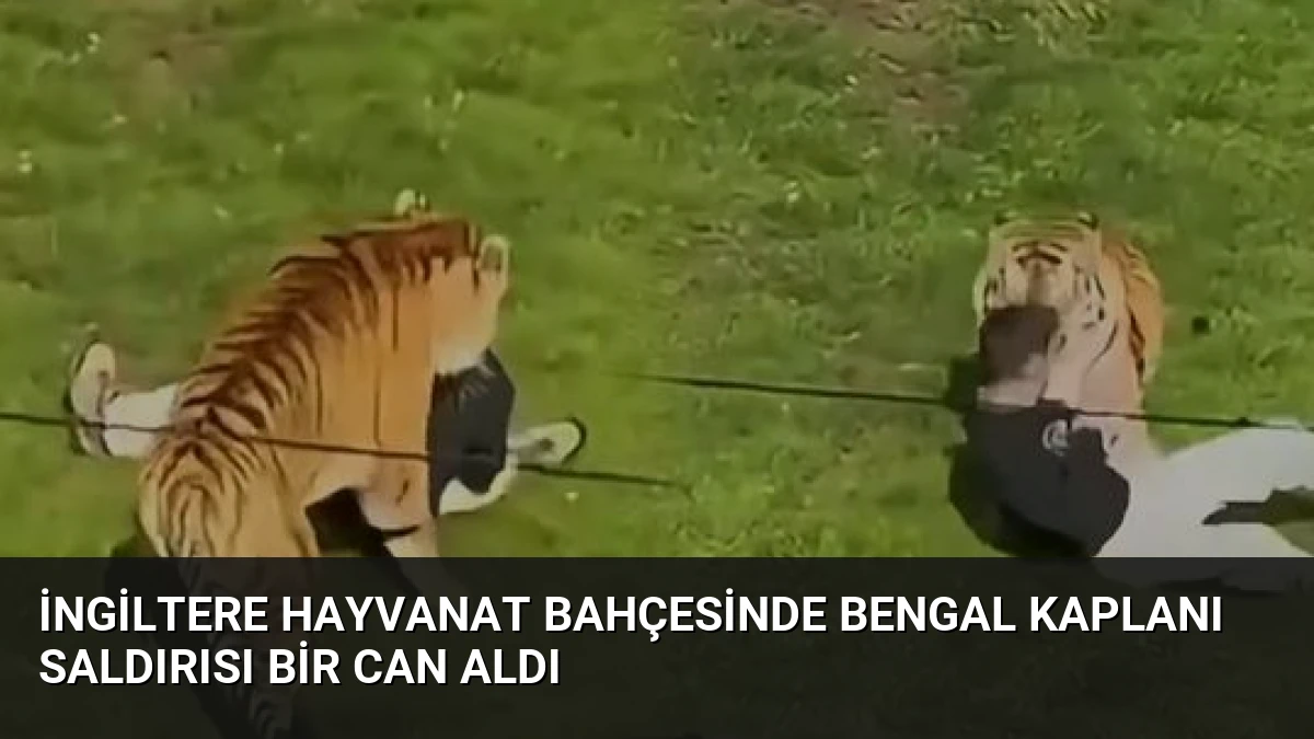 İngiltere Hayvanat Bahçesinde Bengal Kaplanı Saldırısı Bir Can Aldı